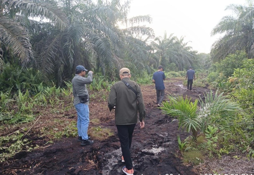 Harimau Muncul di Teluk Masjid Siak, BBKSDA Riau Turunkan Tim