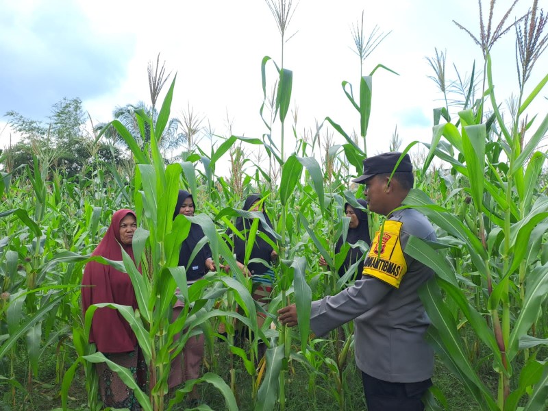 Bhabinkamtibmas Polsek Bangkinang Barat Sambang Petani Rawat Pertumbuhan Jagung Kelompok Wanita Tani Marabuntha