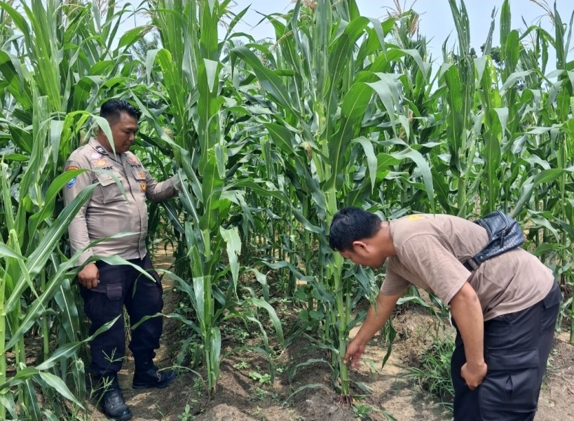 Tanaman Jagung di Rantau Bertuah Tumbuh Hingga 2 Meter, Mulai Berbunga dan Bertongkol