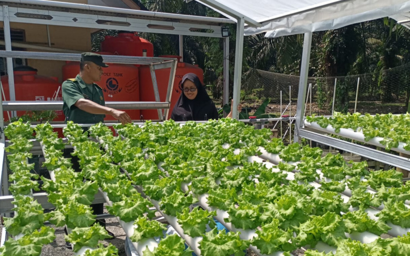 Peltu Edeng Budidaya Selada Hidroponik Milik Khairul Warga Bangsal Aceh