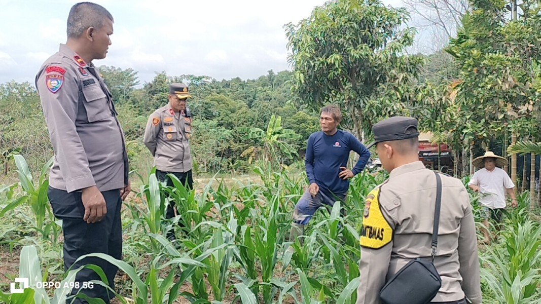 Kapolsek Minas Cek Perkembangan Jagung Program Ketahanan Pangan, Tanaman Usia 36 Hari Sudah Dipupuk Urea