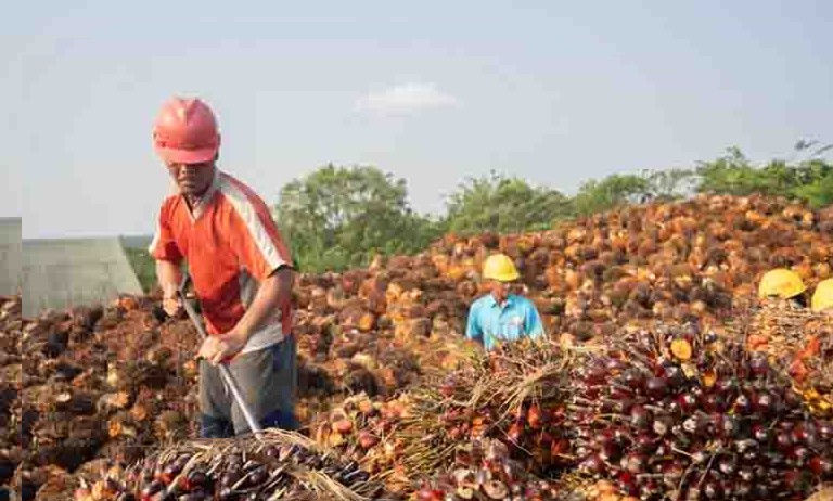 Harga CPO Anjlok, Saham Emiten Sawit Kompak Masuk Zona Merah