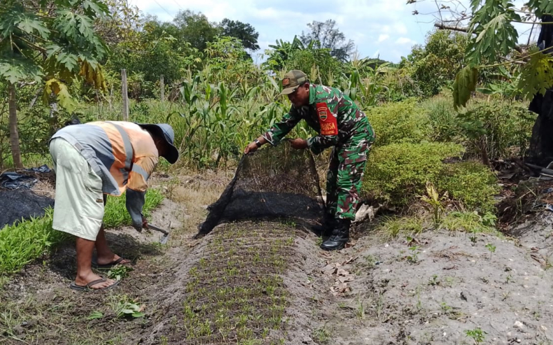 Karya Nyata di Kebun Warga, Babinsa Serda Marwis Beri Edukasi Rutin
