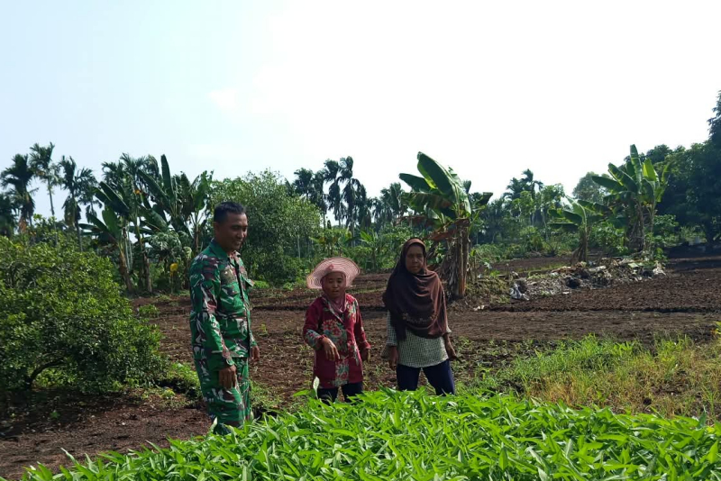 Cegah Karhutla, Babinsa Bagan Keladi Patroli Sekaligus Dampingi Warga Tanam Kangkung
