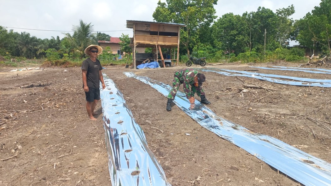 Dukung Swasembada Pangan, Babinsa Koramil 02/Bukit Kapur Dampingi Budidaya Semangka Warga