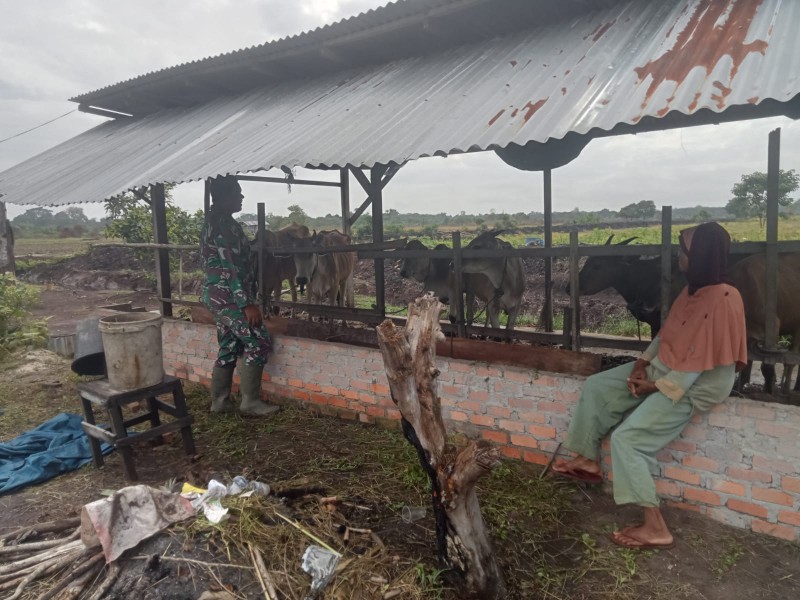 Babinsa Wiky Hendri Septa Pantau Penyebaran PMK pada Ternak Sapi di Kampung Teluk Lancang