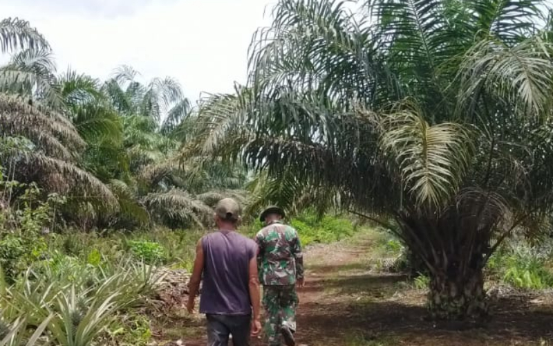 Dukung Pertanian Warga, Babinsa Koramil 03 Turun ke Lahan Nanas