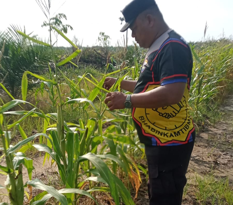 Jagung Pipil Program Ketahanan Pangan Nasional Usia 65 Hari di Lahan Warga Mandiangin Tumbuh Dengan Baik