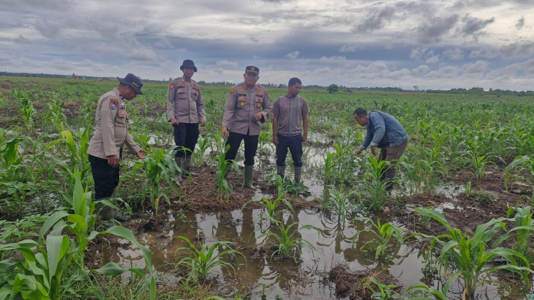 Polri Kawal Ketahanan Pangan Pesisir, Kapolsek Kuala Kampar Turun Langsung Pantau Jagung 15 Hektar di Sungai Solok