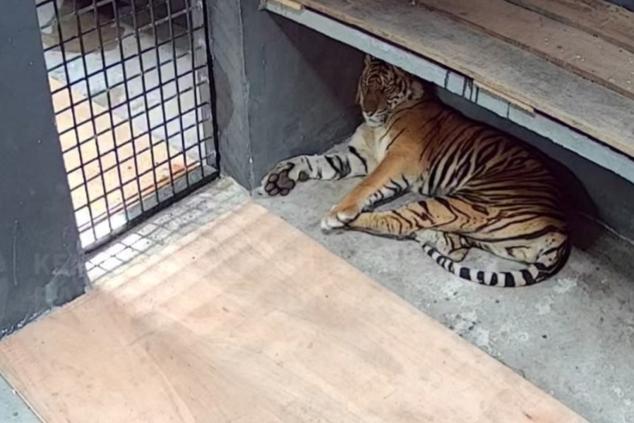 BBKSDA Riau Evakuasi Harimau Sumatera Terduga Pemangsa Manusia di Semenanjung Kampar