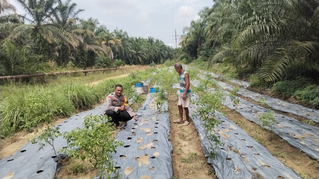 Polsek Minas Pantau Pertumbuhan Jagung Program Ketahanan Pangan di Minas Timur, Tanaman Berusia 10 Hari Tumbuh Baik