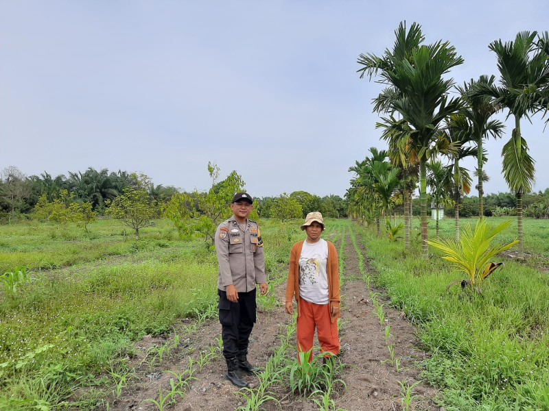 Musim Kemarau, Polsek Koto Gasib Ingatkan Petani Perhatikan Kebutuhan Air Tanaman Jagung