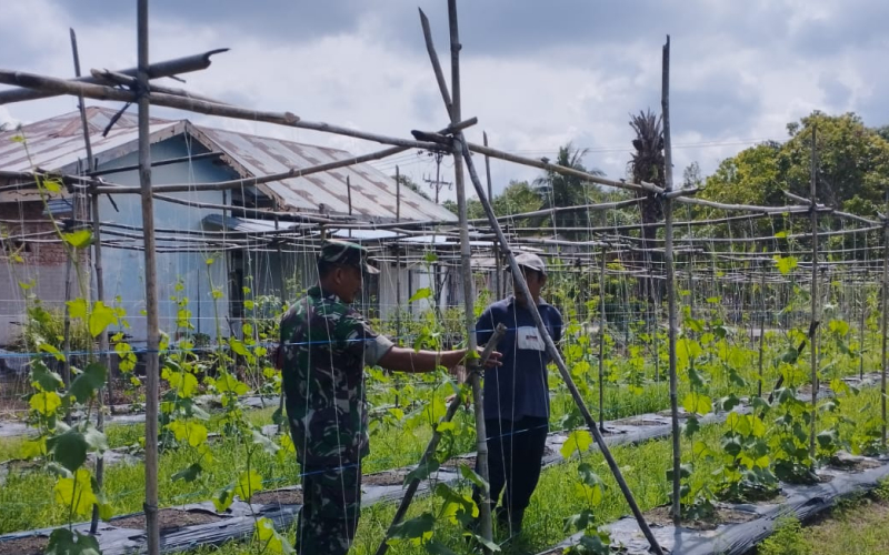 Babinsa Lubuk Gaung Dampingi Budidaya Gambas Dukung Swasembada Pangan