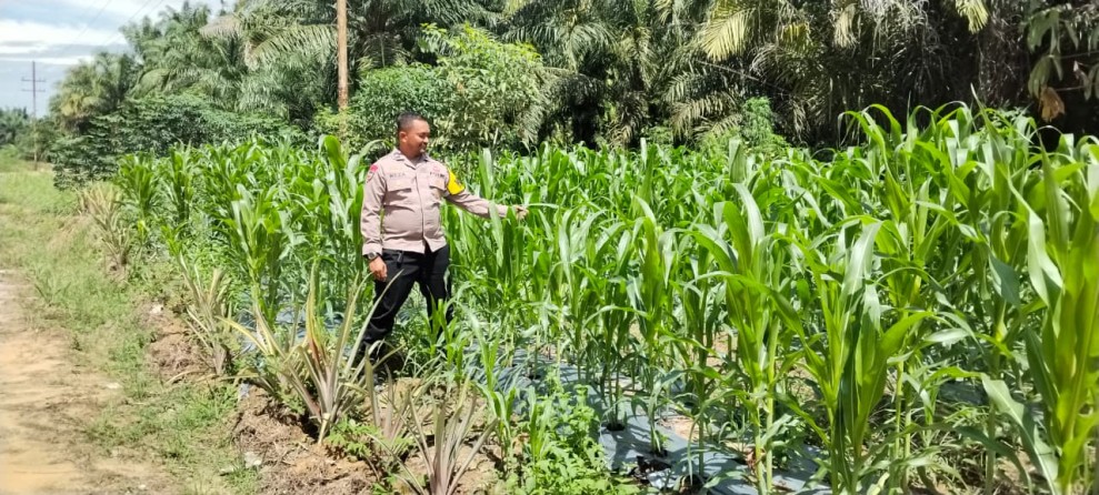 Polsek Minas Cek Perkembangan Tanaman Jagung Pipil Program Ketahanan Pangan di Minas Timur
