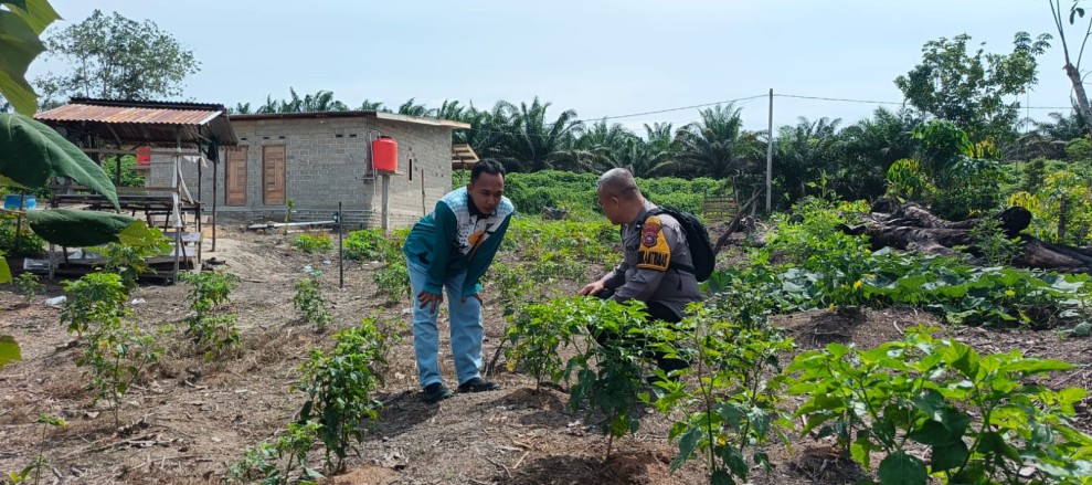 Bhabinkamtibmas Polsek Pasir Penyu Dampingi Warga Sungai Lala Budidaya Cabai Rawit, Perkuat Ketahanan Pangan Nasional