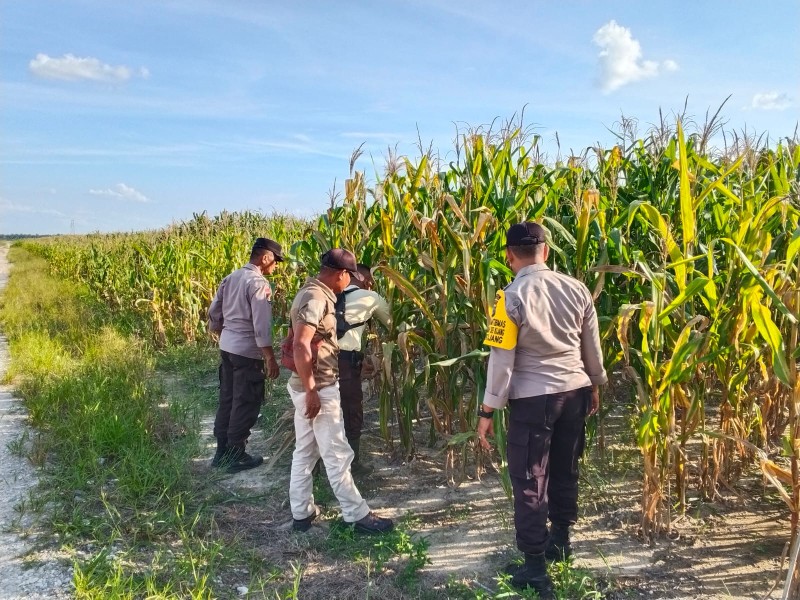 Polisi Turun ke Kebun Jagung, Polsek Bandar Sei Kijang Kawal Ketahanan Pangan di Pelalawan