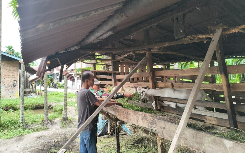 Babinsa Koramil 01 Dumai Pantau Kesehatan Ternak Warga, Pastikan Bebas PMK