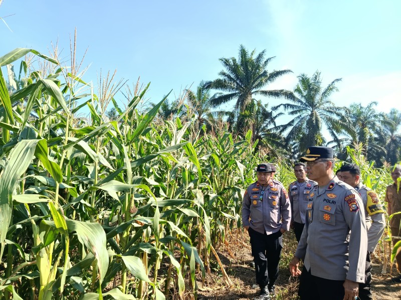 Wakapolres Pelalawan Tinjau 40 Hektare Jagung, Pastikan Program Ketahanan Pangan Berjalan Optimal