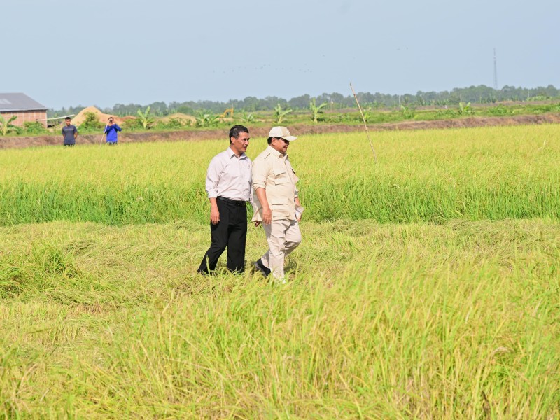 Mentan Pastikan Stok Pangan Aman Hadapi El Nino