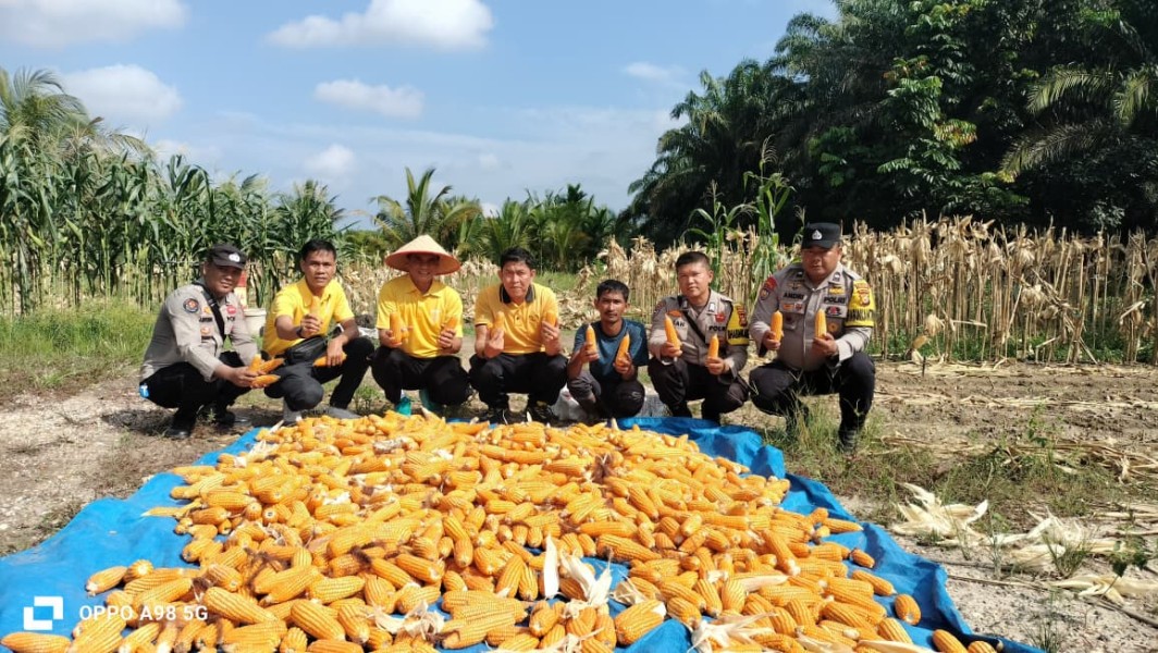 Panen Jagung di Lahan Polsek Minas, Wujud Nyata Dukungan Program Ketahanan Pangan Presiden