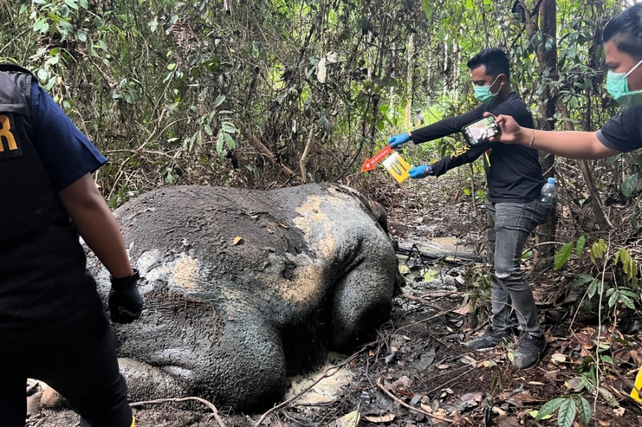 Gajah Sumatra Ditemukan Mati di Areal Konsesi Pelalawan, Kepala Hilang Diduga Korban Kejahatan Satwa