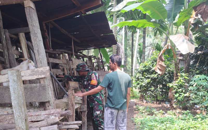 Babinsa Bukit Datuk Bersama Peternak Lakukan Pengecekan Kondisi Fisik Kambing