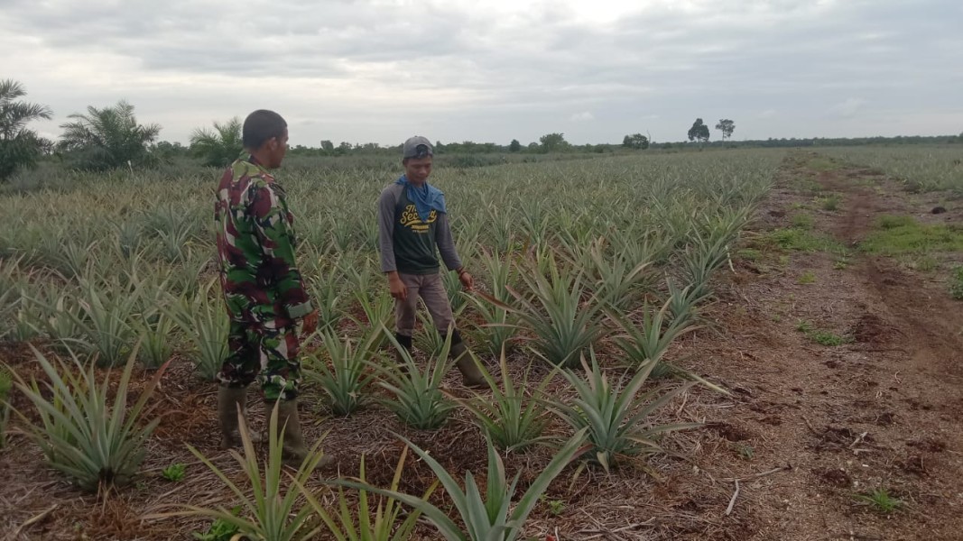 Babinsa Basilam Baru Dampingi Petani Nanas, Sekaligus Cegah Karhutla