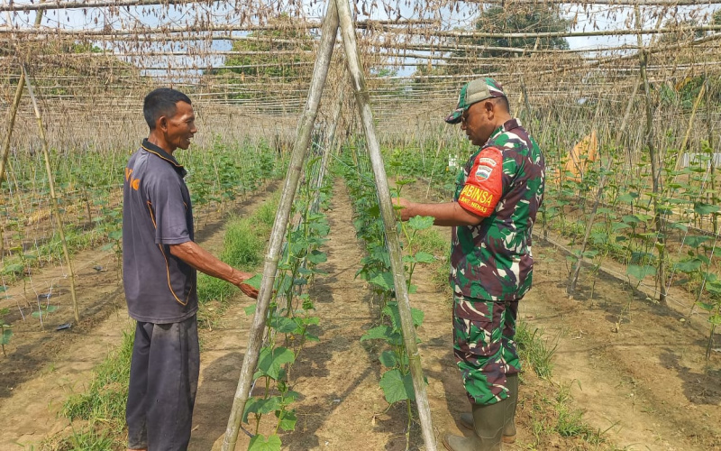 Babinsa Bukit Nenas Edukasi Petani, Paparkan Cara Tingkatkan Produktivitas