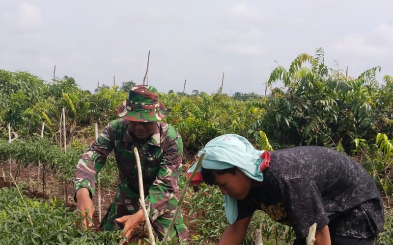 Babinsa Koramil 03 SS Dampingi Petani Cabe Merah dan Sosialisasi Cegah Karhutla