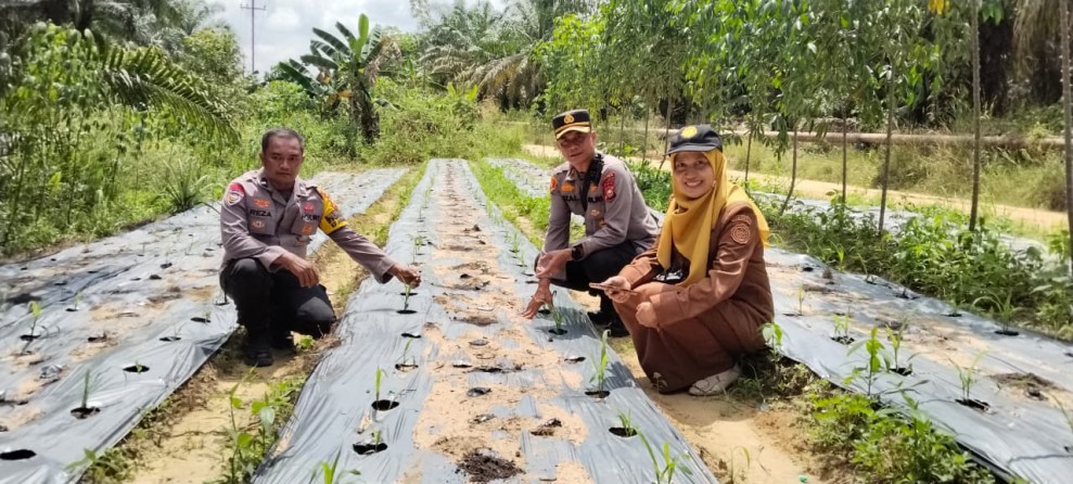Ketahanan Pangan Jadi Fokus, Kapolsek Minas Monitoring Lahan Jagung Warga di Minas Timur