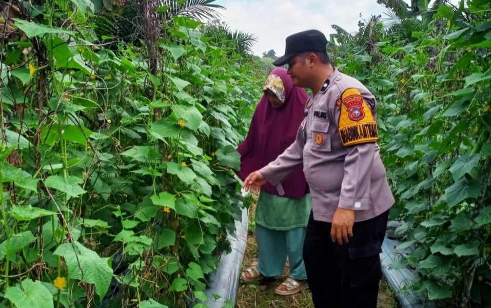 Bhabinkamtibmas Desa Jatirejo Dukung Program Ketahanan Pangan Nasional Melalui Pendampingan Petani Timun