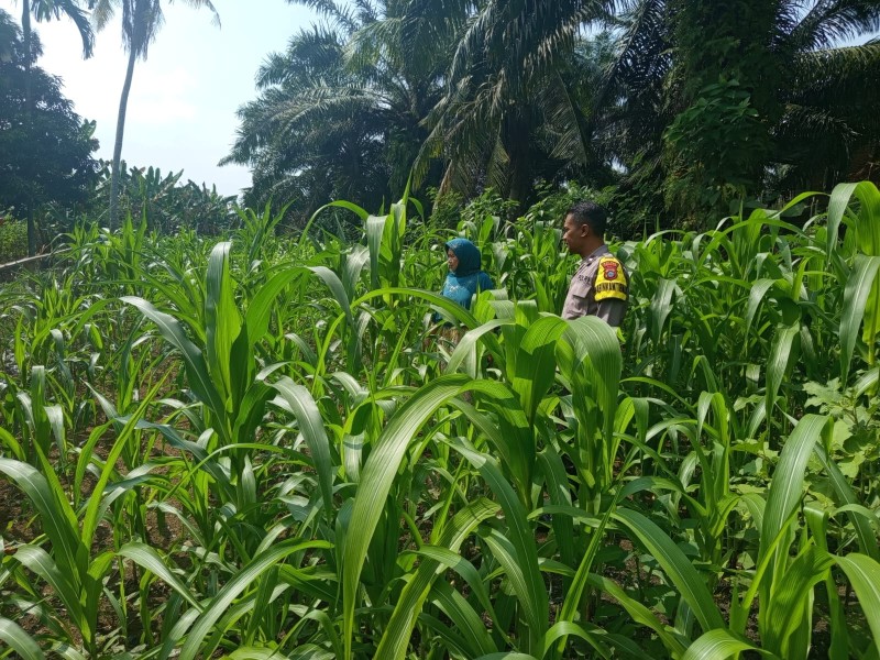 Dukung Swasembada Pangan, Polres Inhu Pantau Perkembangan Jagung Pipil di Dua Wilayah