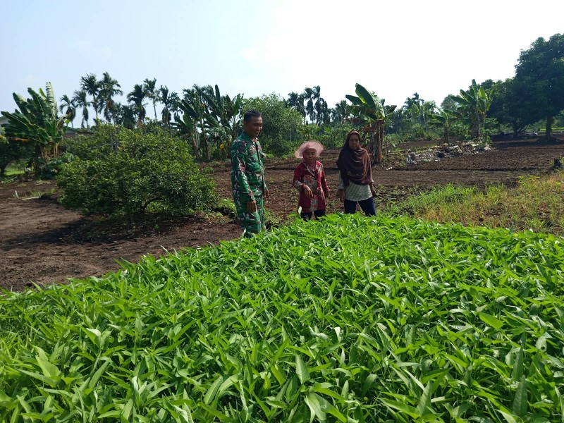 Babinsa Bagan Keladi Dampingi Warga Budidaya Kangkung, Dukung Ketahanan Pangan