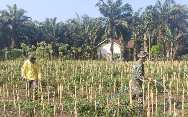Babinsa Koramil 03 Sungai Sembilan Sosialisasi Karhutla Sambil Dampingi Petani Cabai