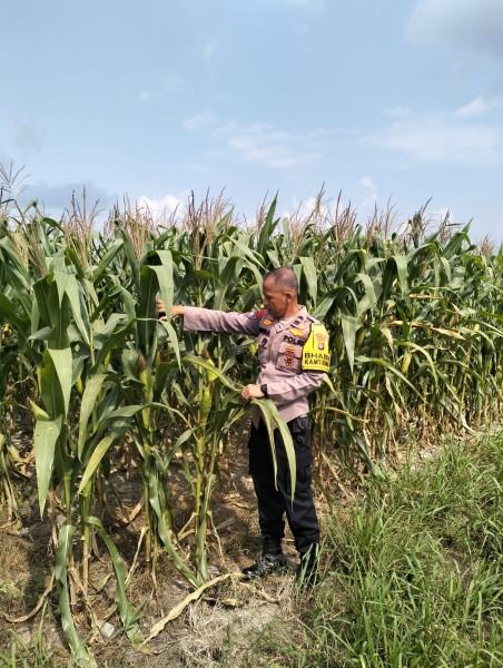 Polsek Pkl. Kerinci Cek Jagung Pipil Kuartal III di Kelompok Tani Asta Cita, Dukung Ketahanan Pangan