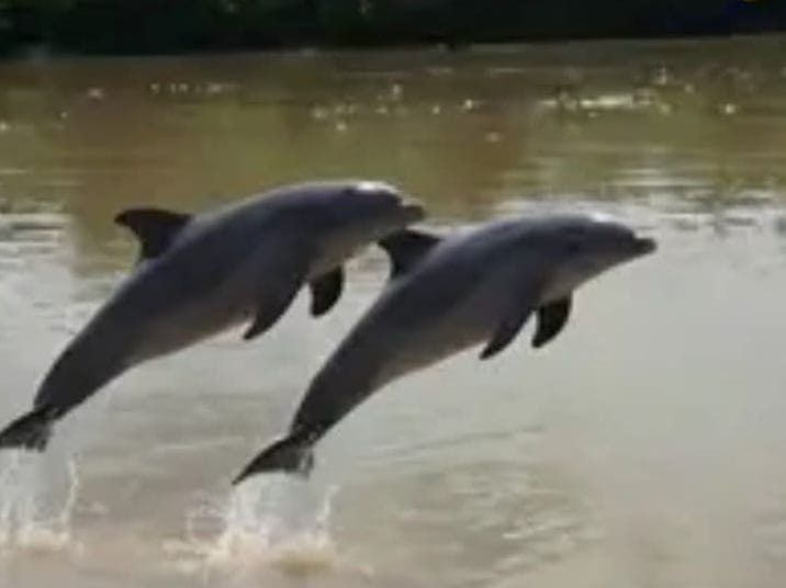 Pesut Mahakam Muncul di Sungai Rokan, Bupati Rokan Hulu Ajak Warga Jaga Kelestariannya