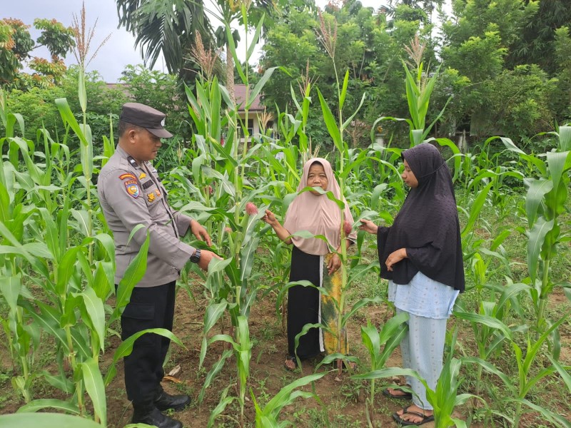 Bhabinkamtibmas Polsek Bangkinang Barat Monitor Lahan Ketahanan Pangan Desa Pulau Jambu