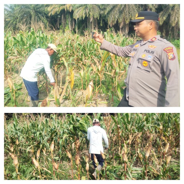 Polsek Sungai Sembilan Cek Lokasi Tanam Jagung Kuartal IV  untuk Dukung Swasembada Pangan 2026