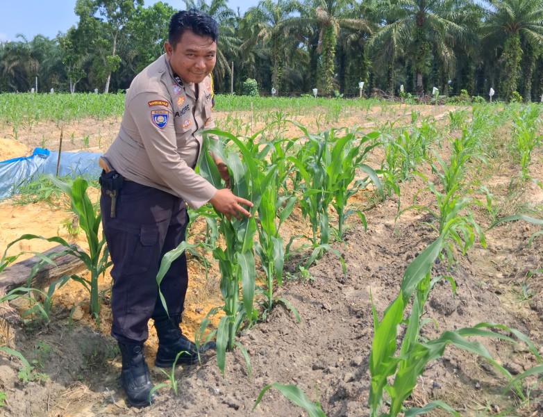 Polsek Minas Pantau Perkembangan Jagung Program Ketahanan Pangan, Tanaman Mulai Terserang Ulat Daun