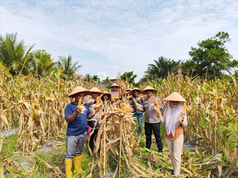Polsek Merbau Panen Jagung Pipil Bersama Kelompok Tani, Dukung Ketahanan Pangan Nasional