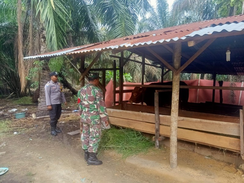 Pelda Benriyadi Sosialisasikan Bahaya PMK dan Pantau Kesehatan Ternak Warga di Lubuk Umbut