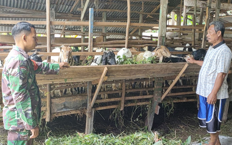 Babinsa Jaya Mukti Tinjau Langsung Kondisi di Peternakan
