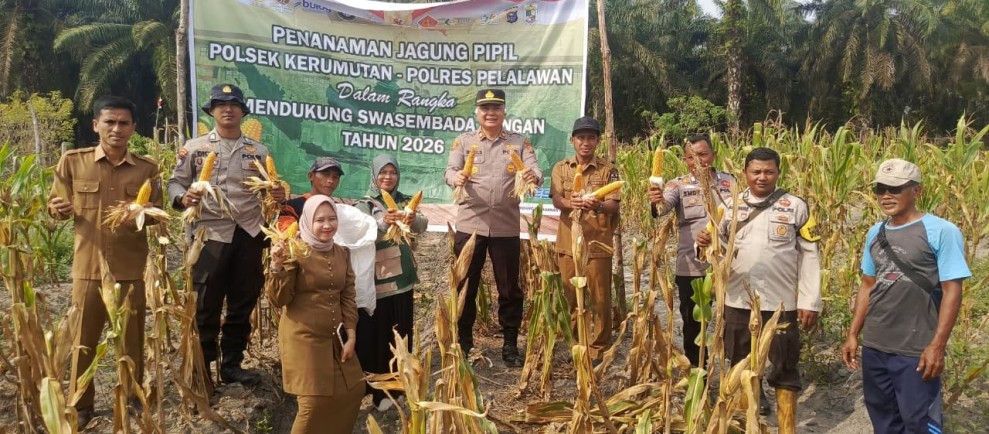 Panen Jagung 750 Kg, Polsek Kerumutan Perkuat Ketahanan Pangan Lewat Program Asta Cita Presiden