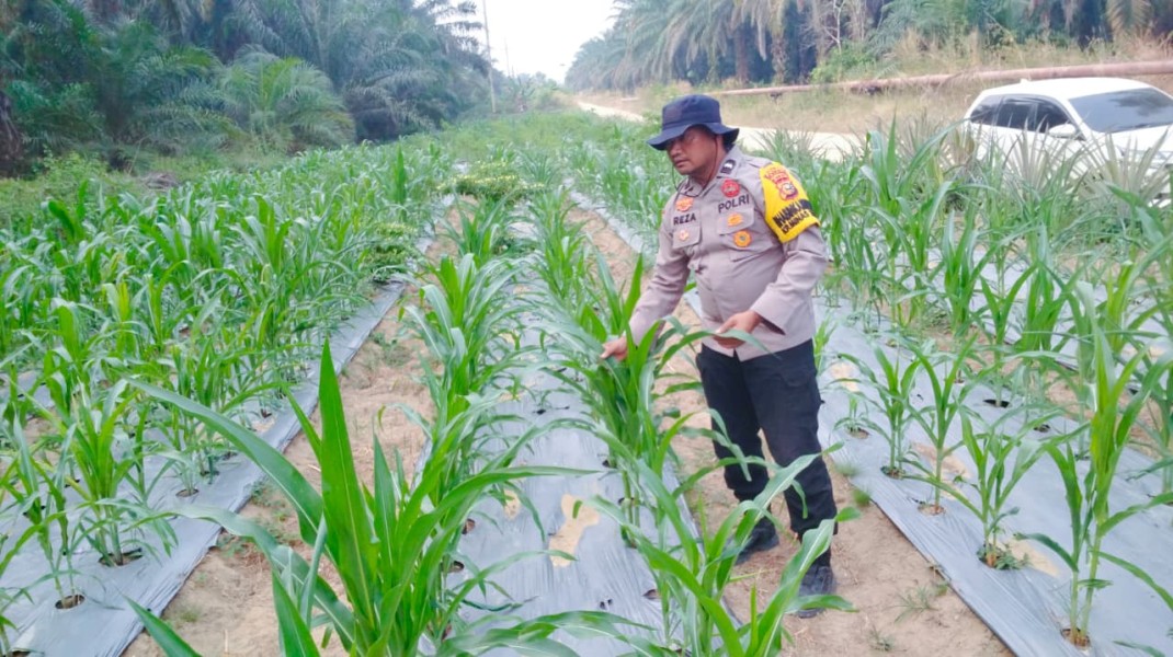 Bhabinkamtibmas Polsek Minas Rutin Pantau Pertumbuhan Jagung Pipil Program Ketahanan Pangan Nasional di Minas Timur