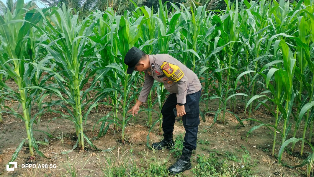 Bhabinkamtibmas dan Kelompok Tani Bersihkan Lahan Jagung di Minas Barat untuk Tingkatkan Hasil Panen