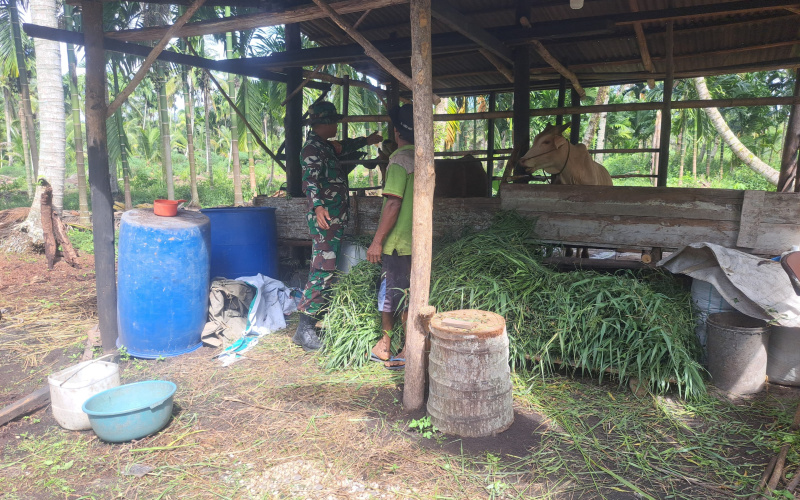 Babinsa Memberikan Pemahaman Kepada Peternak Mengenai Bahaya PMK