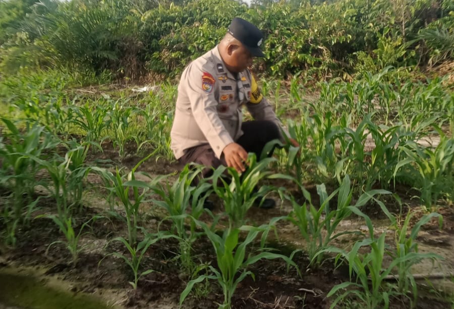Polsek Minas Cek Perkembangan Jagung Program Ketahanan Pangan, Kapolsek Kompol Syahrizal: Wujud Dukungan terhadap Swasembada Pangan