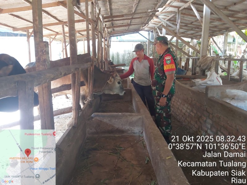 Babinsa Koramil 04/Perawang Bersama Tim URC Lakukan Surveilans PMK di Kampung Tualang