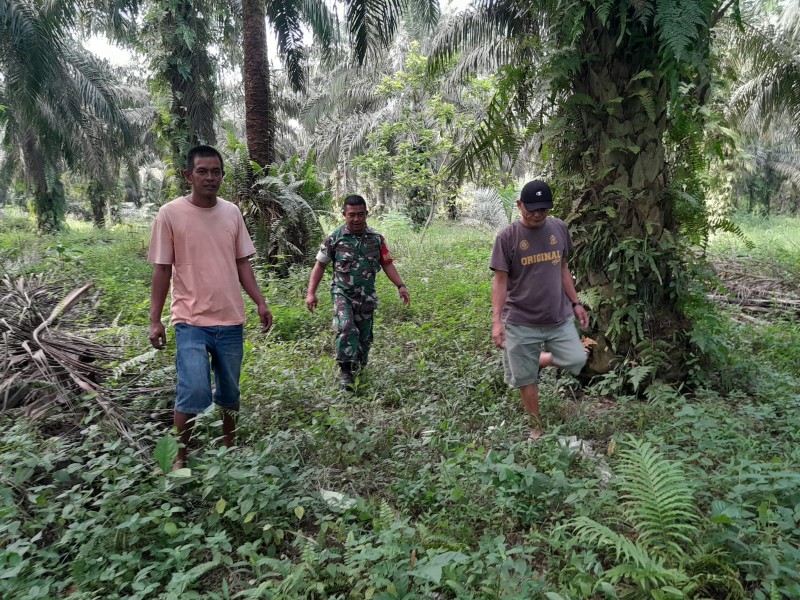 Babinsa Koramil 04/Perawang Laksanakan Patroli Karhutla, Pastikan Wilayah Perawang Barat Selalu Aman Dari Titik Api