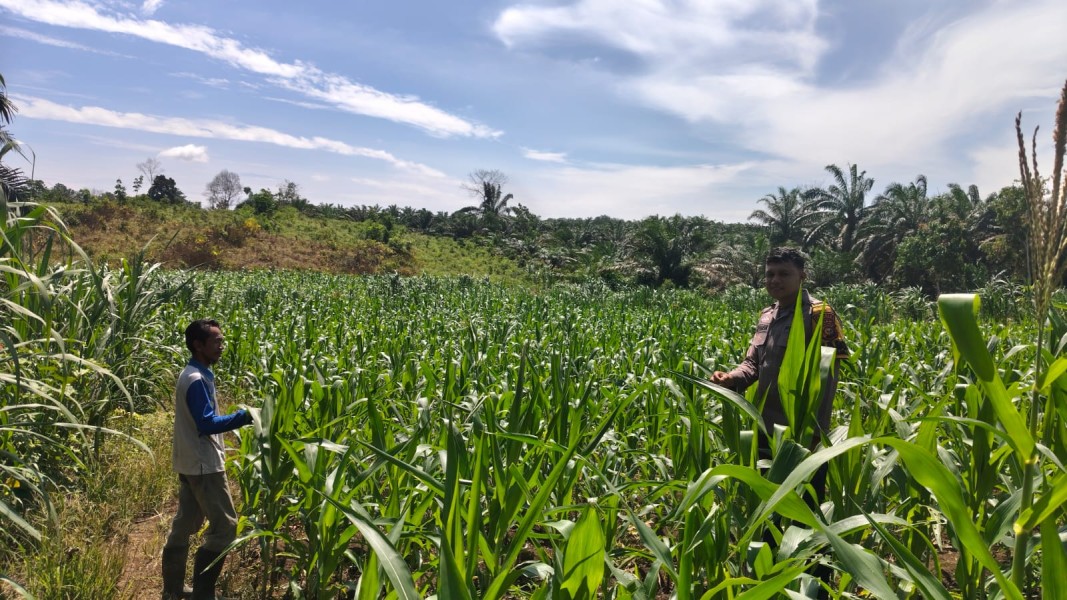 Bhabinkamtibmas Polsek Bangkinang Barat Aipda Syamsir Terus Pantau Perkembangan Tumbuhan Jagung di Desa Siabu